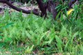 Fougère. NEPHROLEPIS exalta. origine tropical. polypodiaceae. 0,3-0,5m